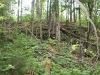 Ridge northwest of Little Crooked Lake